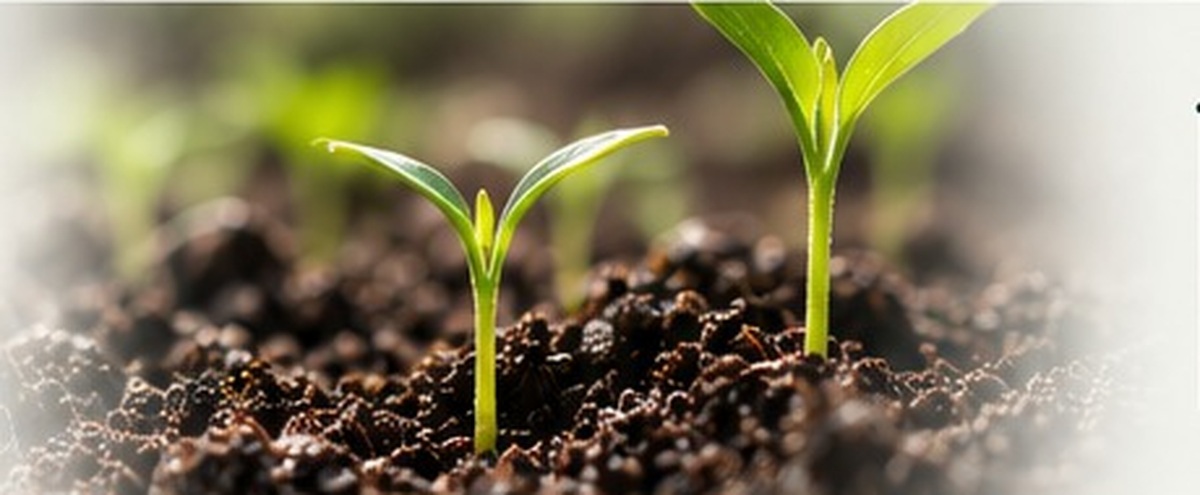 Soil and young plant reference image
